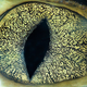 Illustration for article titled Incredible close-up photos of animals eyes